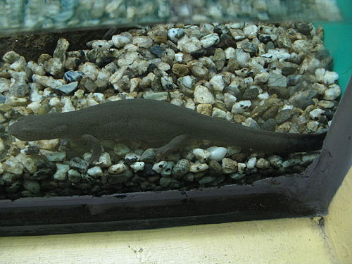 Paddletail newt